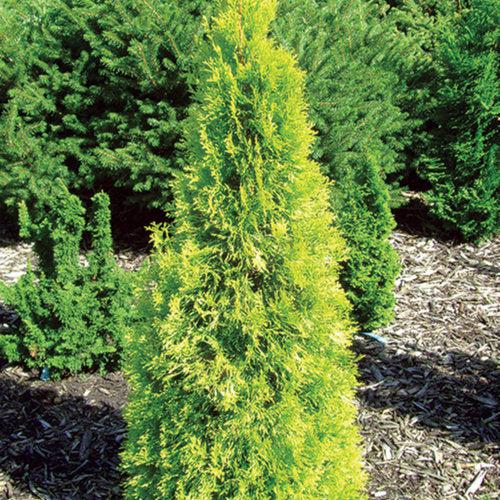 Thuja occidentalis 'SMTOYB' ~ Polar Gold® Arborvitae