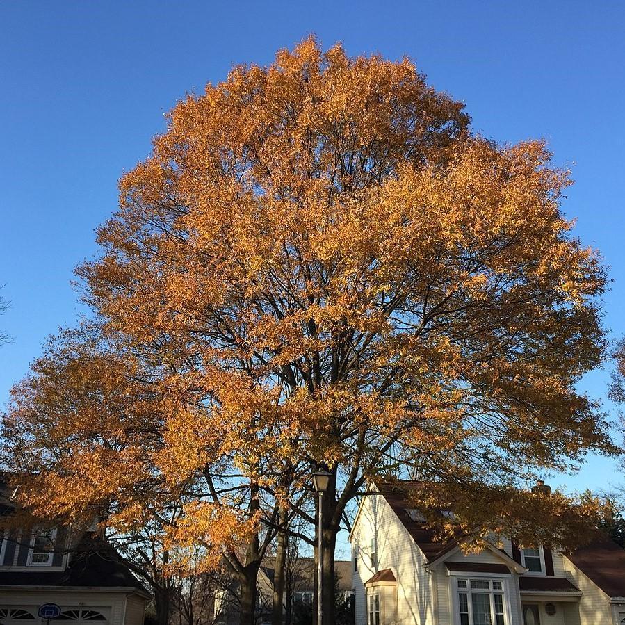 Quercus phellos ~ Willow Oak