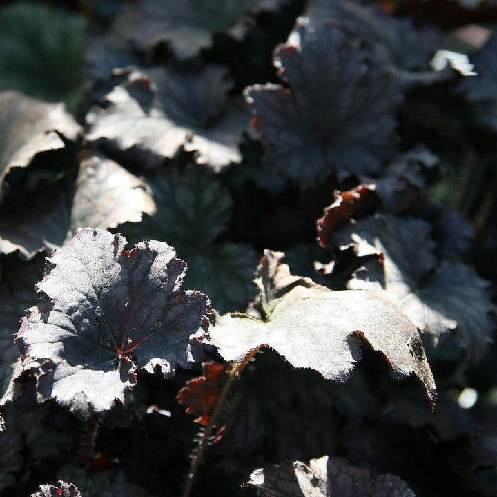 Heuchera x 'Frosted Violet' ~ Frosted Violet Coral Bells