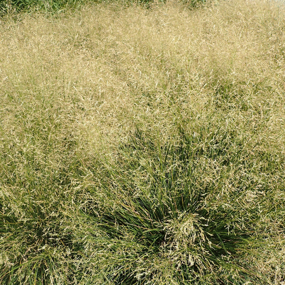 Deschampsia cespitosa 'Goldtau' ~ Golden Dew Tufted Hair Grass