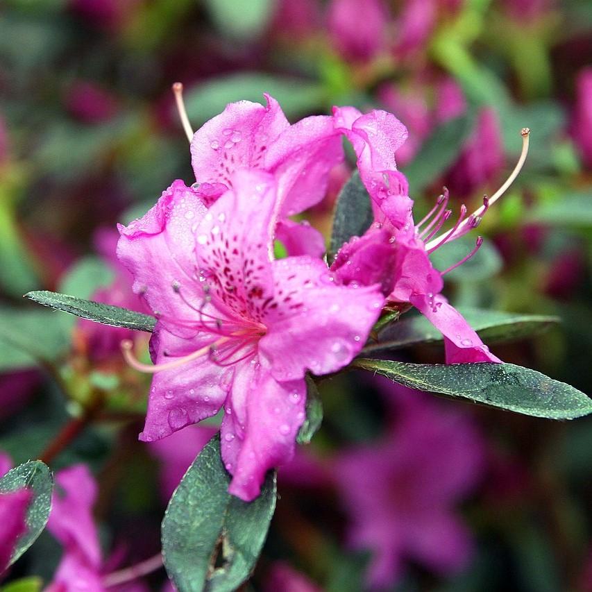 Rhododendron 'Karen' ~ Karen Azalea