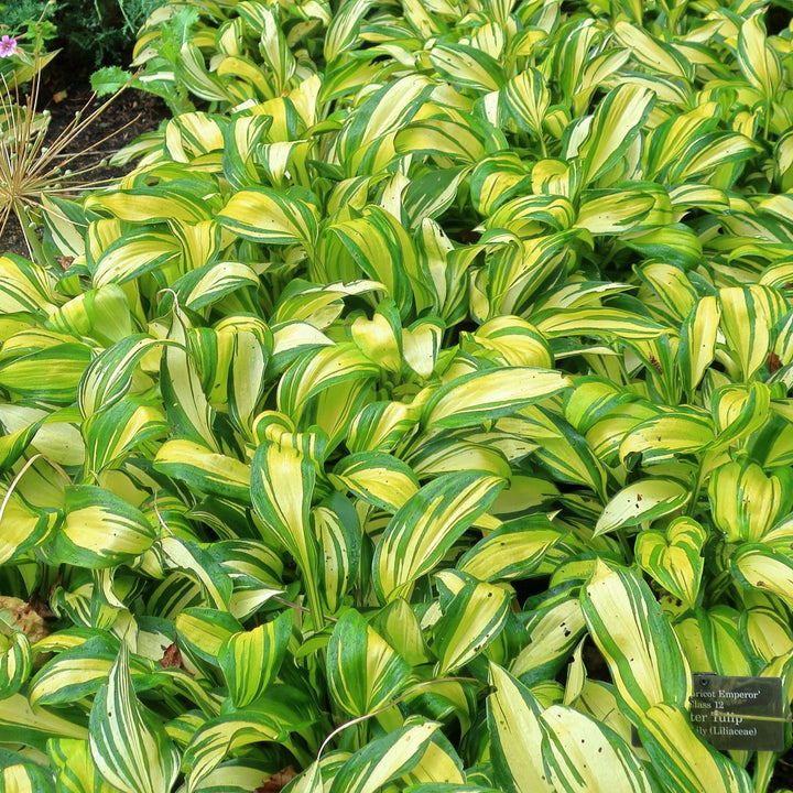 Hosta x 'Rainbow's End' ~ Rainbow's End Hosta