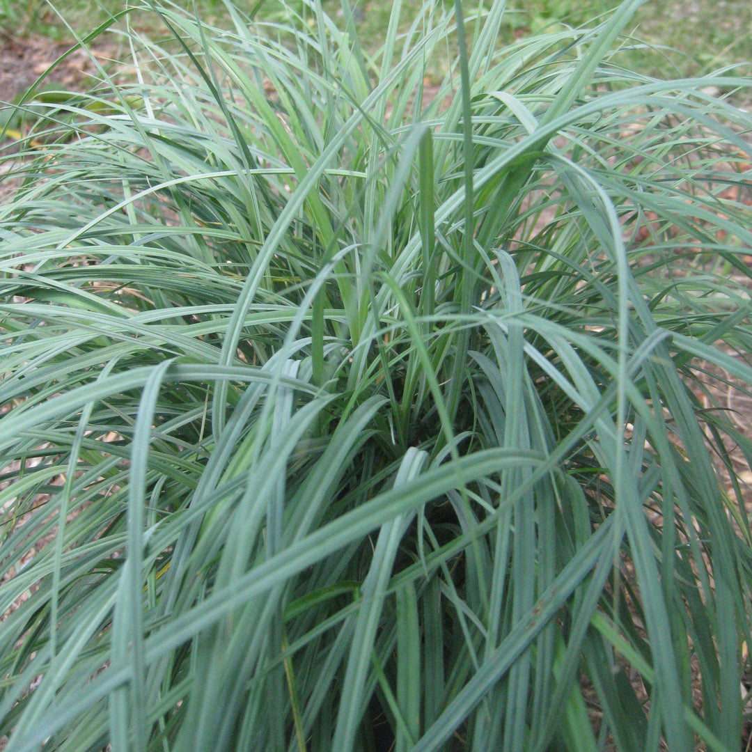 Carex glauca 'Blue Zinger' ~ Blue Zinger Sedge