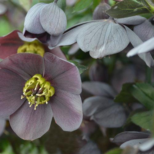 Helleborus 'Honeymoon Mix' ~ Honeymoon® Mix Lenten Rose