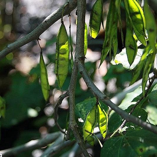 Cercis canadensis 'Covey' ~ Lavender Twist® Redbud