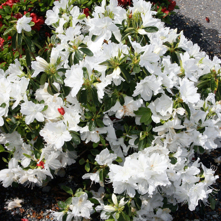 Rododendro 'Delaware Valley White' ~ Azalea blanca del valle de Delaware