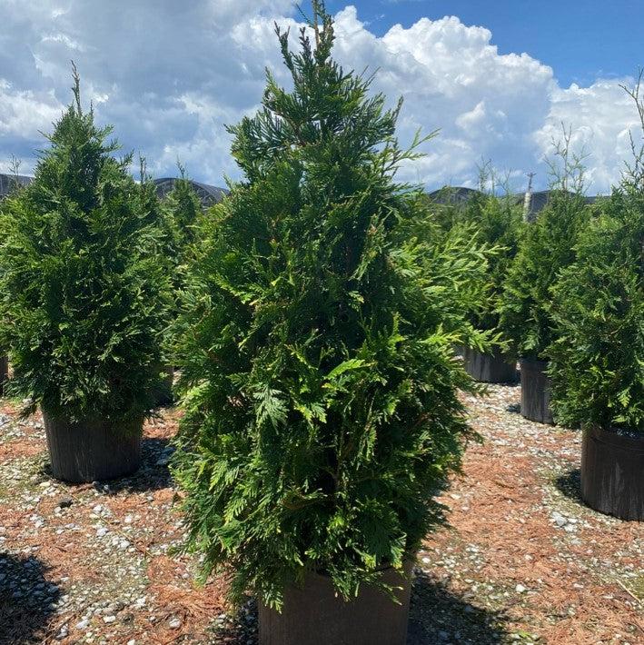 Thuja standishii x plicata 'Green Giant' ~ Green Giant Arborvitae ...