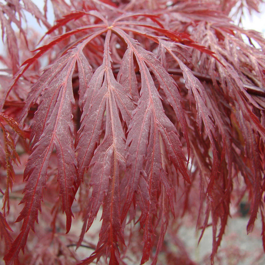 Acer palmatum var. dissectum 'Inaba-shidare' ~ Inaba-shidare Japanese Maple