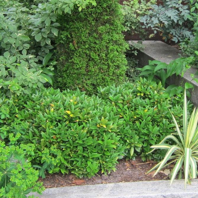 Sarcococca hookeriana var. humilis 'Sarsid2' ~ Fragrant Mountain Sweetbox