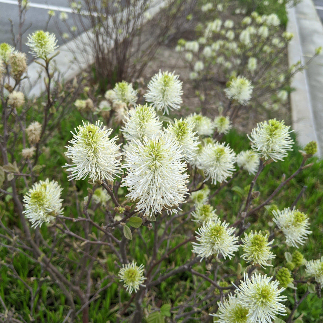 Fothergilla major 'Mount Airy' ~ Mount Airy Fothergilla