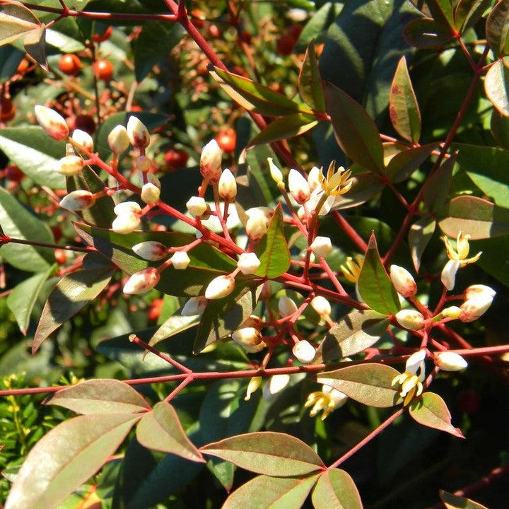 Nandina domestica 'Harbor Dwarf' ~ Bambú celestial enano del puerto