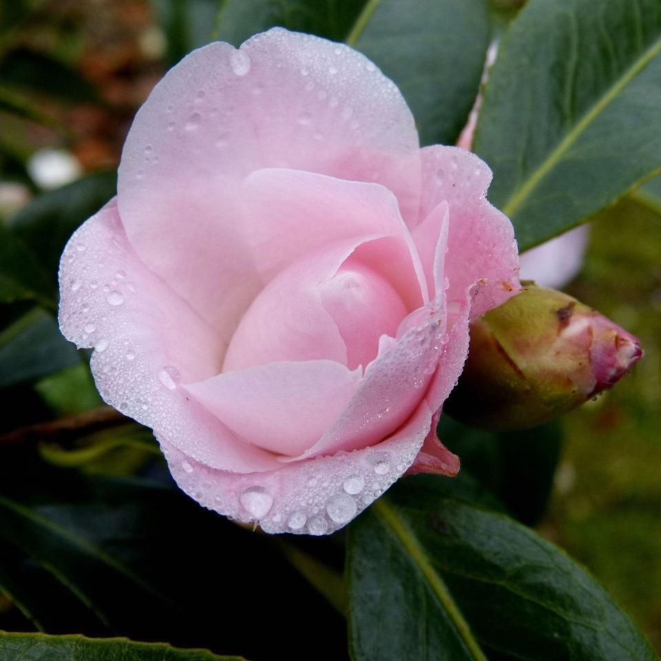 Camellia sasanqua 'Autumn Sentinel' ~ Autumn Sentinel Camellia