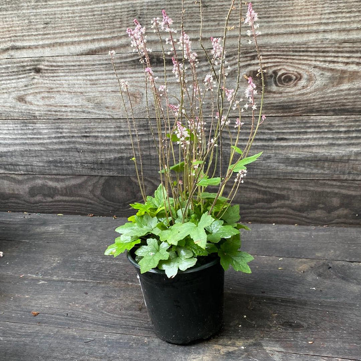 Tiarella cordifolia 'Oakleaf' ~ Oakleaf Foam Flower