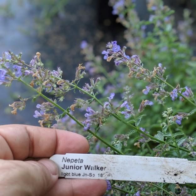 Nepeta x faassenii 'Novanepjun' ~ Junior Walker™  Catmint