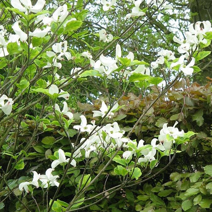 Cornus florida 'Appalachian Spring' ~ Appalachian Spring Dogwood