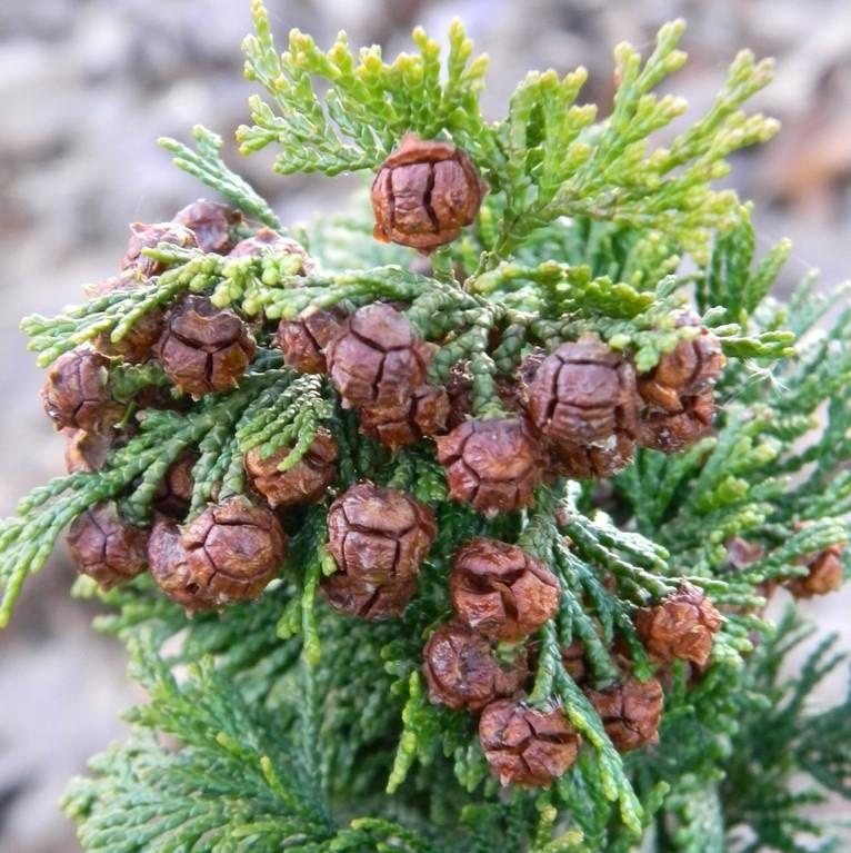 Chamaecyparis obtusa 'Confucius Gold' ~ Confucius Gold Hinoki Cypress