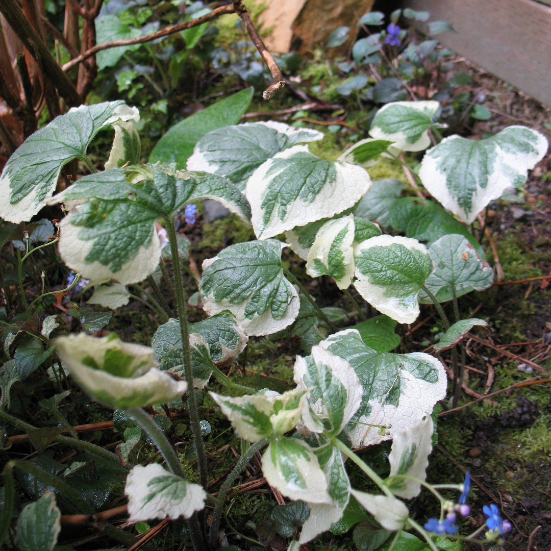 Hydrangea macrophylla 'Variegata' ~ Variegated Hydrangea