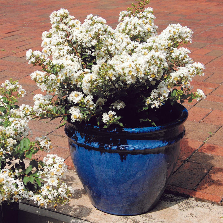 Lagerstroemia 'PIILAG-I' PP#23,168 ~ Diamond Dazzle™ Dwarf Crape Myrtle