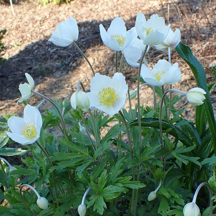 Anemone sylvestris ~ Snowdrop Anemone