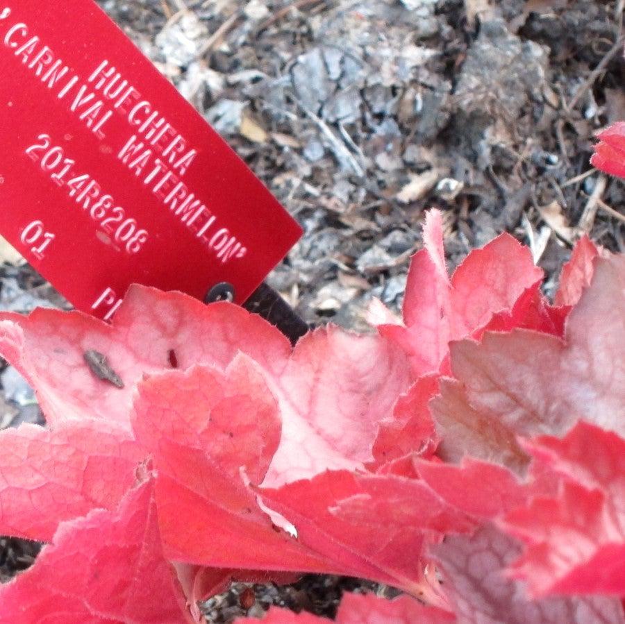 Heuchera 'Carnival Watermelon' ~ Carnival™ Watermelon Coral Bells