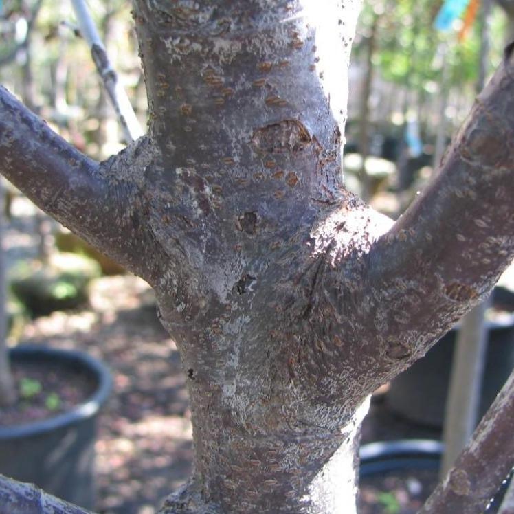 Prunus cerasifera 'Nube de tormenta' ~ Ciruela de hoja púrpura de nube de tormenta