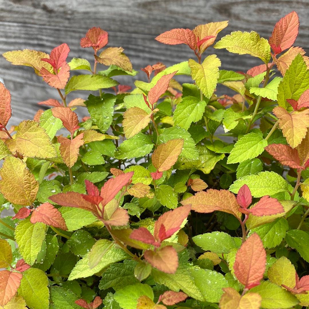 Spiraea japonica 'NCSX1' ~ Double Play® Candy Corn® Spirea