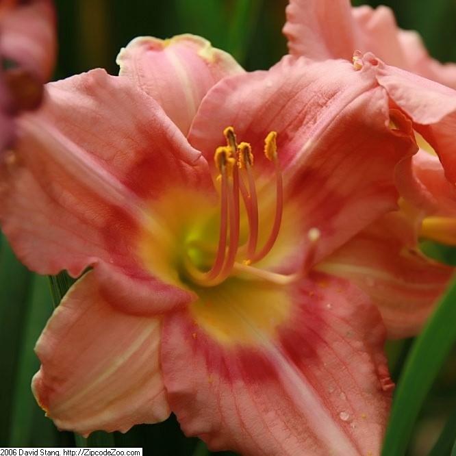 Hemerocallis 'Rosy Returns' ~ Rosy Returns Daylily