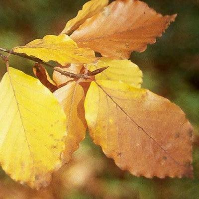 Fagus sylvatica ~ Common Beech