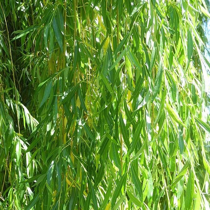 Salix alba 'Tristis' ~ Niobe Golden Weeping Willow