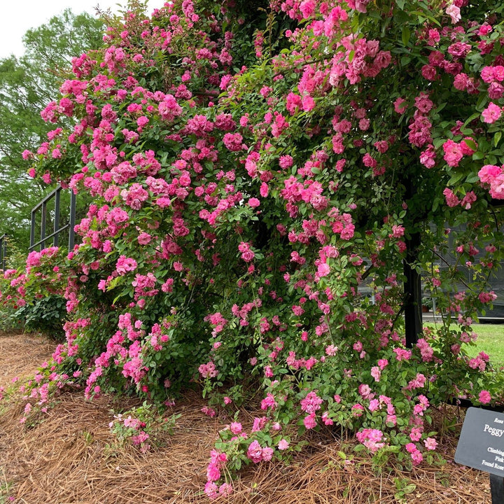 Rosa x 'Peggy Martin' ~ Peggy Martin Climbing Rose