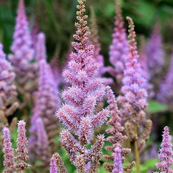 Astilbe chinensis 'Pumila' ~ Pumila Chinese Astilbe