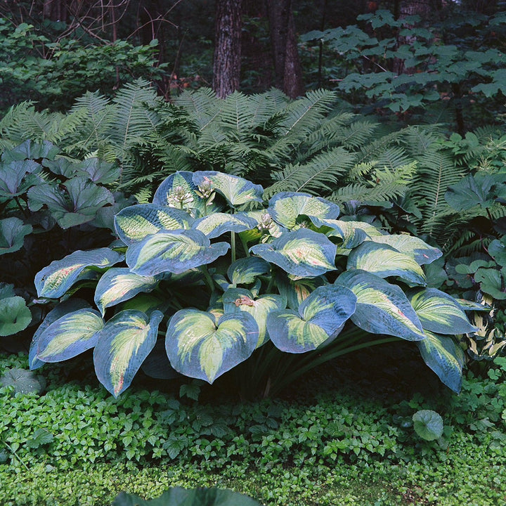 Hosta 'Great Expectations' ~ Great Expectations Hosta