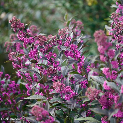 Callicarpa 'Pearl Glam' ~ Pearl Glam® Beautyberry