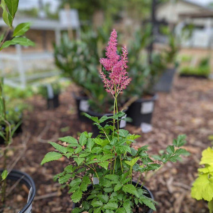 Astilbe japonica 'Rheinland' ~ Rheinland Japanese Astilbe