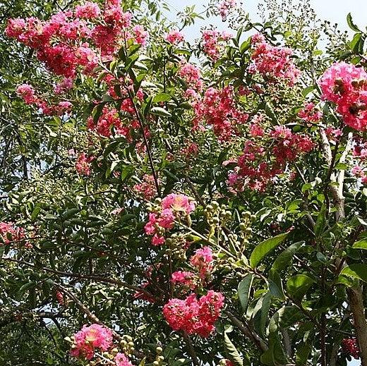 Lagerstroemia indica x fauriei 'Tuskegee' ~ Tuskegee Crape Myrtle