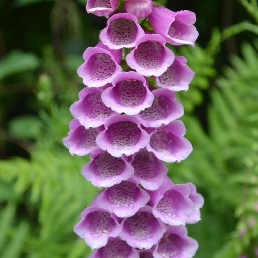 Digitalis purpurea 'Candy Mountain' ~ Candy Mountain Foxglove