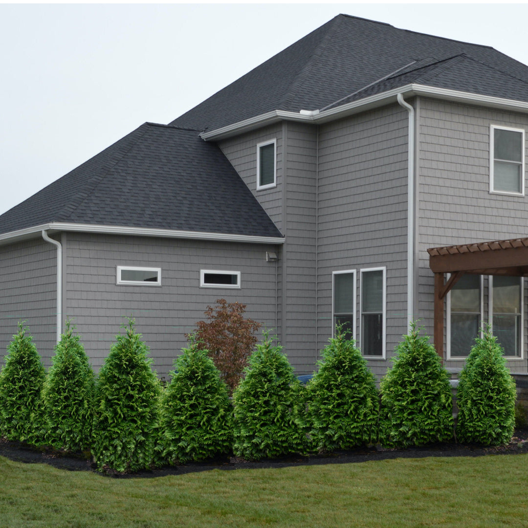 Thuja occidentalis 'Junior Giant' ~ Junior Giant Arborvitae