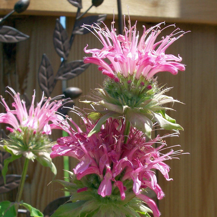 Monarda 'Bubblegum Blast' PP27497 ~ Sugar Buzz® Bubblegum Blast Bee Balm