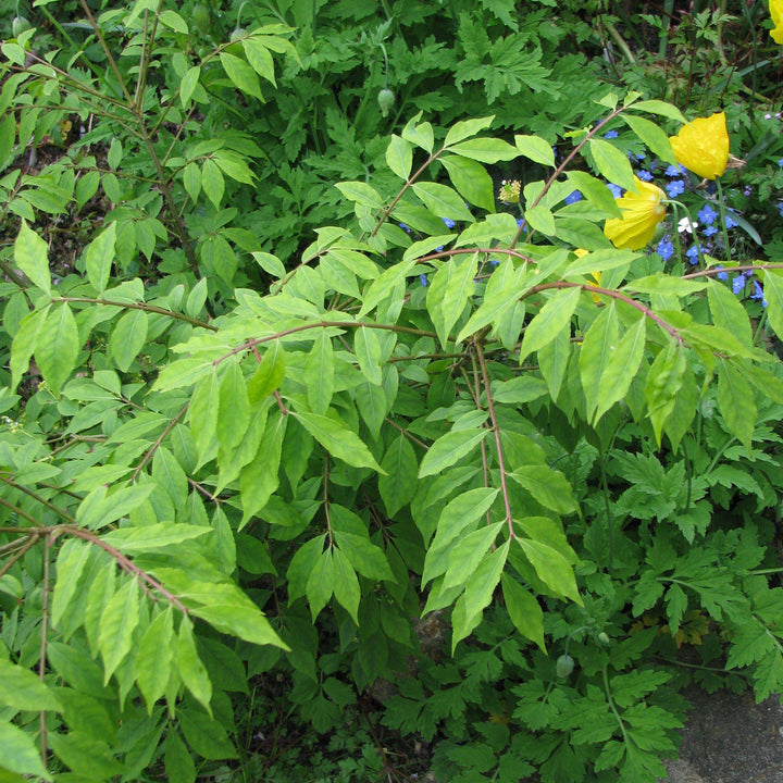 Euonymus alatus 'Compactus' ~ Zarza ardiente enana