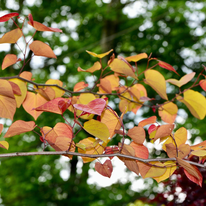 Cercis canadensis 'NC2016-2' PP #31,260 ~ Flame Thrower® Redbud