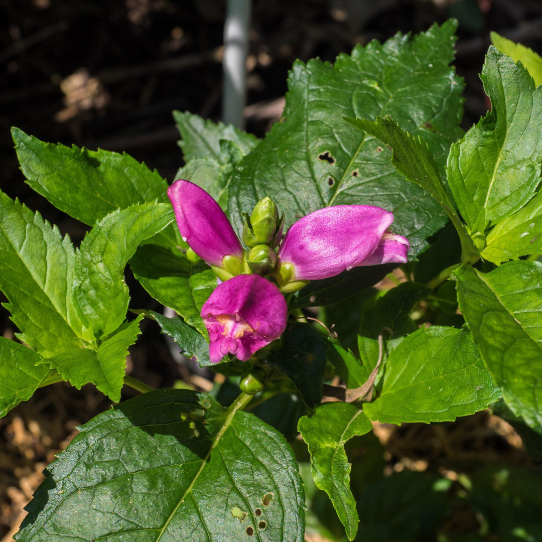 Chelone lyonii 'Hot Lips' ~ Hot Lips Turtlehead