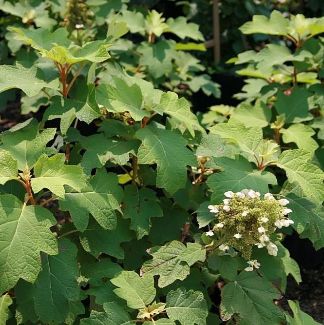 Hydrangea quercifolia 'Sike's Dwarf' ~ Sike's Dwarf Oakleaf Hydrangea