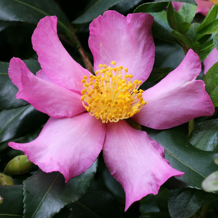 Camellia sasanqua 'Slim N Trim' ~ Slim N Trim Camellia