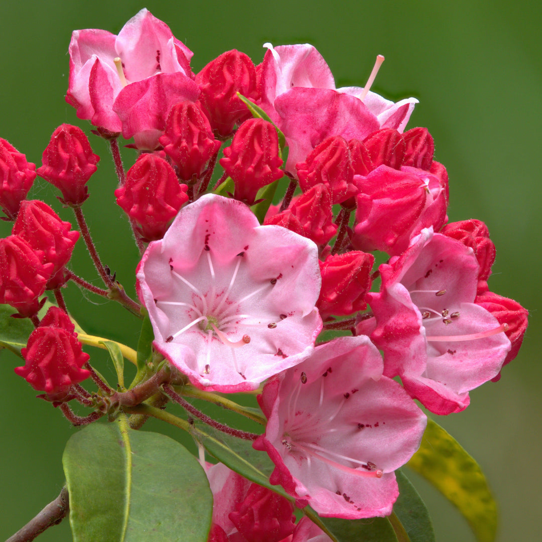Kalmia latifolia 'Fuego Olímpico' ~ Laurel de Montaña del Fuego Olímpico
