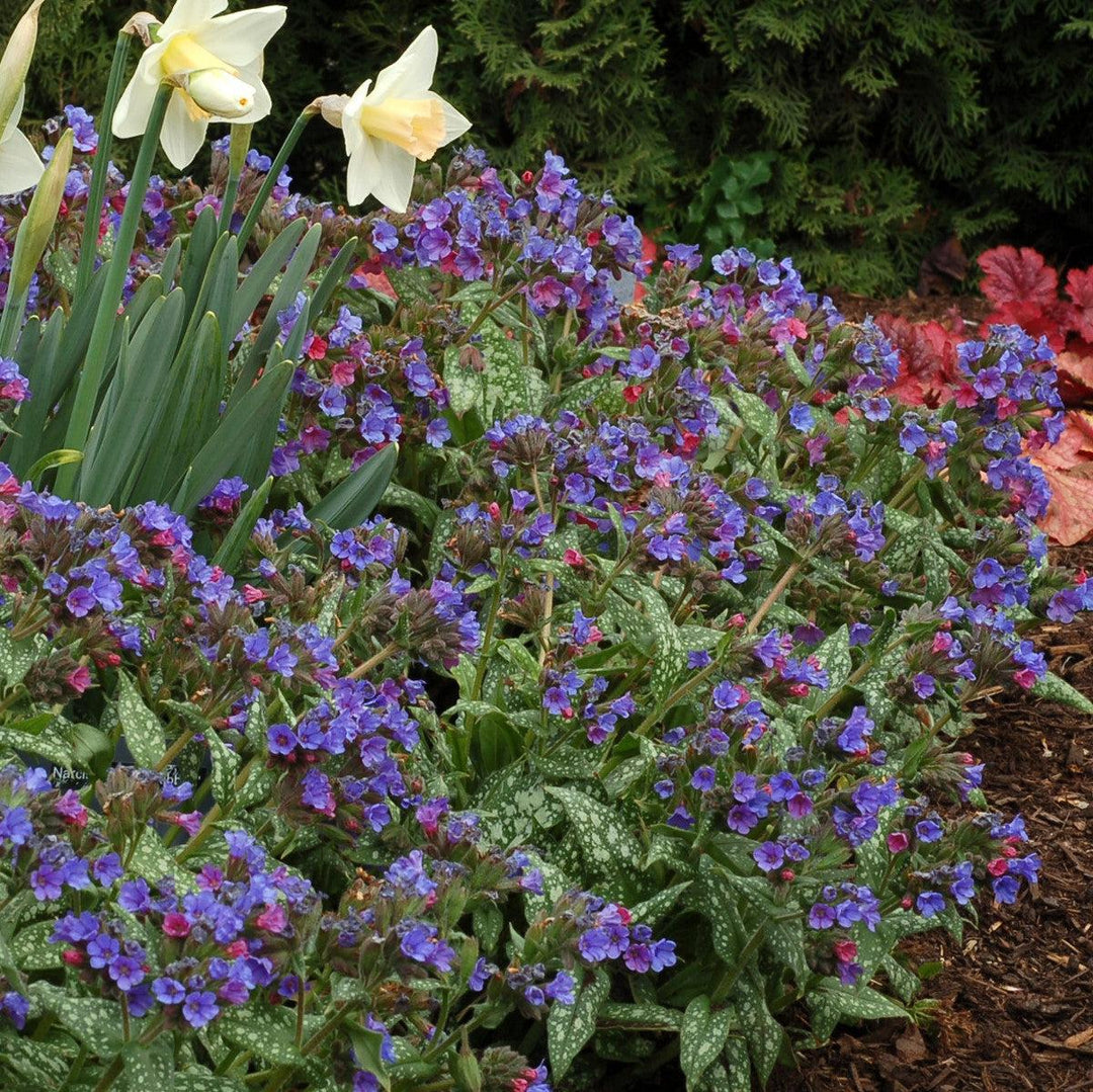 Pulmonaria 'Trevi Fountain' ~ Trevi Fountain Lungwort