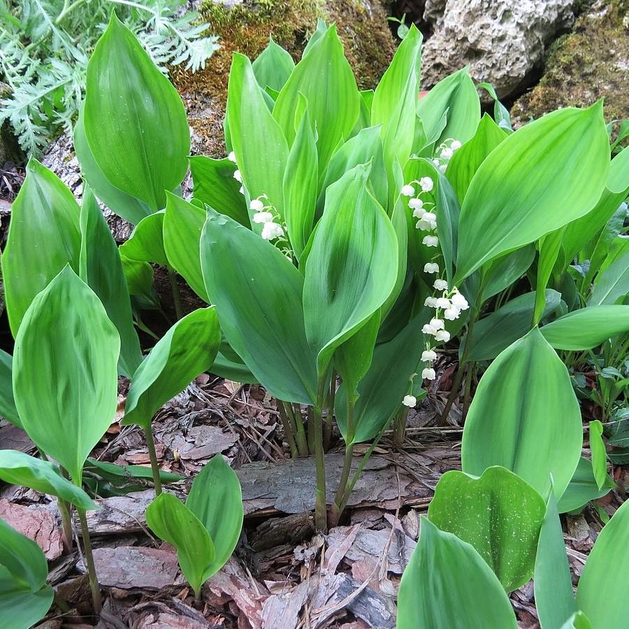 Convallaria majalis ~ Lily of the Valley