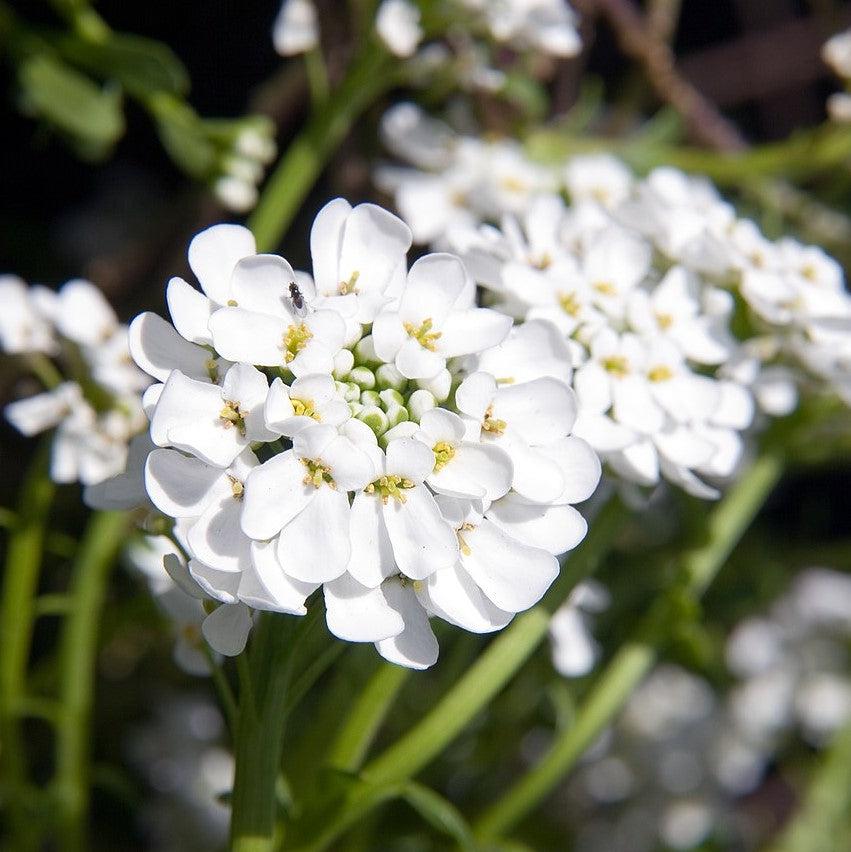 Iberis sempervirens 'Alexander's White' ~ Alexander's White Candytuft