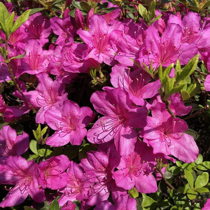 Azalea x 'Girard's Fuchsia' ~ Girard's Fuchsia Azalea