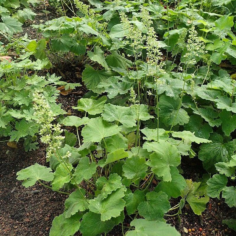 Heuchera villosa 'Autumn Bride' ~ Autumn Bride Coral Bells