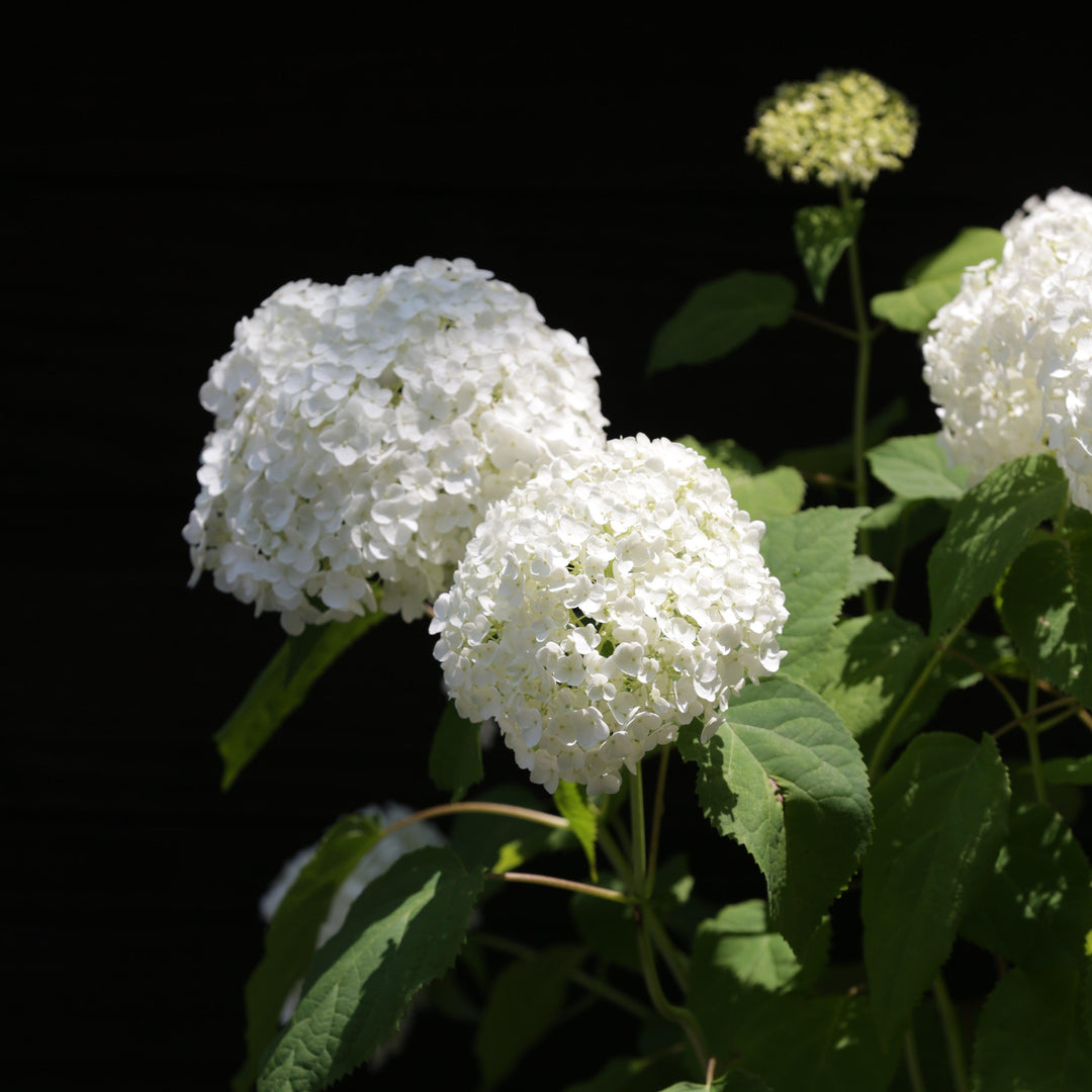 Hortensia arborescens 'Annabelle' ~ Hortensia Mophead, Hortensia Annabelle